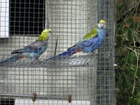 /album/amantedeaves-webnode-pt/img-0151-jpg/