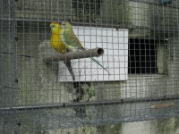 /album/amantedeaves-webnode-pt/img-0156-jpg/