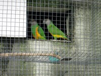 /album/amantedeaves-webnode-pt/img-0157-jpg/