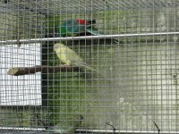 /album/amantedeaves-webnode-pt/img-0158-jpg/