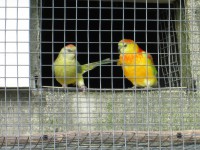/album/amantedeaves-webnode-pt/img-0159-jpg/
