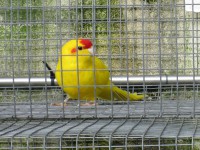 /album/amantedeaves-webnode-pt/img-0161-jpg/