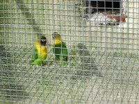 /album/amantedeaves-webnode-pt/img-0164-jpg/