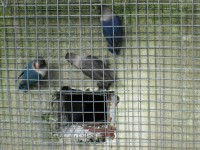 /album/amantedeaves-webnode-pt/img-0165-jpg/