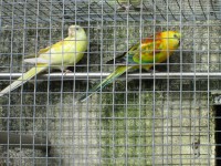 /album/amantedeaves-webnode-pt/img-0166-jpg/
