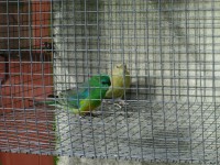 /album/amantedeaves-webnode-pt/img-0171-jpg/