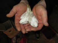 /album/amantedeaves-webnode-pt/img-0201-jpg/